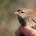 Bouscarle de Cetti