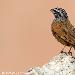 Bruant du Sahara