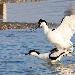 Avocette &eacute;l&eacute;gante