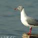 Mouette  tte grise