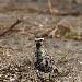 Pluvier bronzé