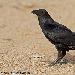 Corbeau à queue courte
