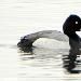 Fuligule à tête noire