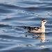 Phalarope &agrave; bec &eacute;troit