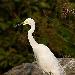 Aigrette intermdiaire