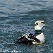 Eider de Steller