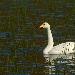 Cygne chanteur