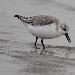 Bécasseau sanderling