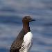 Guillemot de Troïl