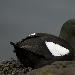 Guillemot à miroir