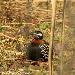 Francolin noir