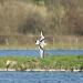Mouette de Ross