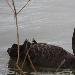 Cygne noir