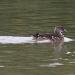 Canard mandarin
