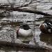 Canard souchet