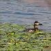 �rismature rousse