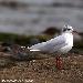 Mouette mlanocphale