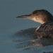 Plongeon imbrin