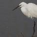 Aigrette garzette