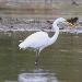 Grande Aigrette