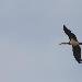 Cigogne noire