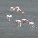 Flamant rose