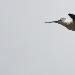 �chasse blanche