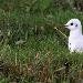 Mouette rieuse