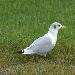 Mouette tridactyle