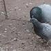 Pigeon biset (domestique y compris)
