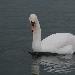 Cygne tubercul