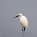 Aigrette garzette