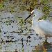 Aigrette neigeuse
