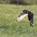 Hibou des marais