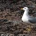 Goéland cendré
