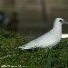Mouette blanche
