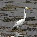 Grande Aigrette