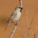 Moineau blanc