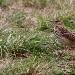 Pipit des arbres