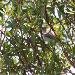 Hypola�s obscure