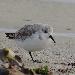 Bécasseau sanderling