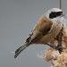 R&eacute;miz penduline