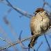 Moineau friquet