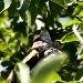 Moineau soulcie