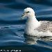 Fulmar boréal