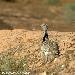Outarde houbara