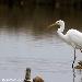 Grande Aigrette