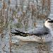 Phalarope à bec large