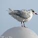 Mouette mlanocphale