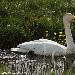 Cygne chanteur